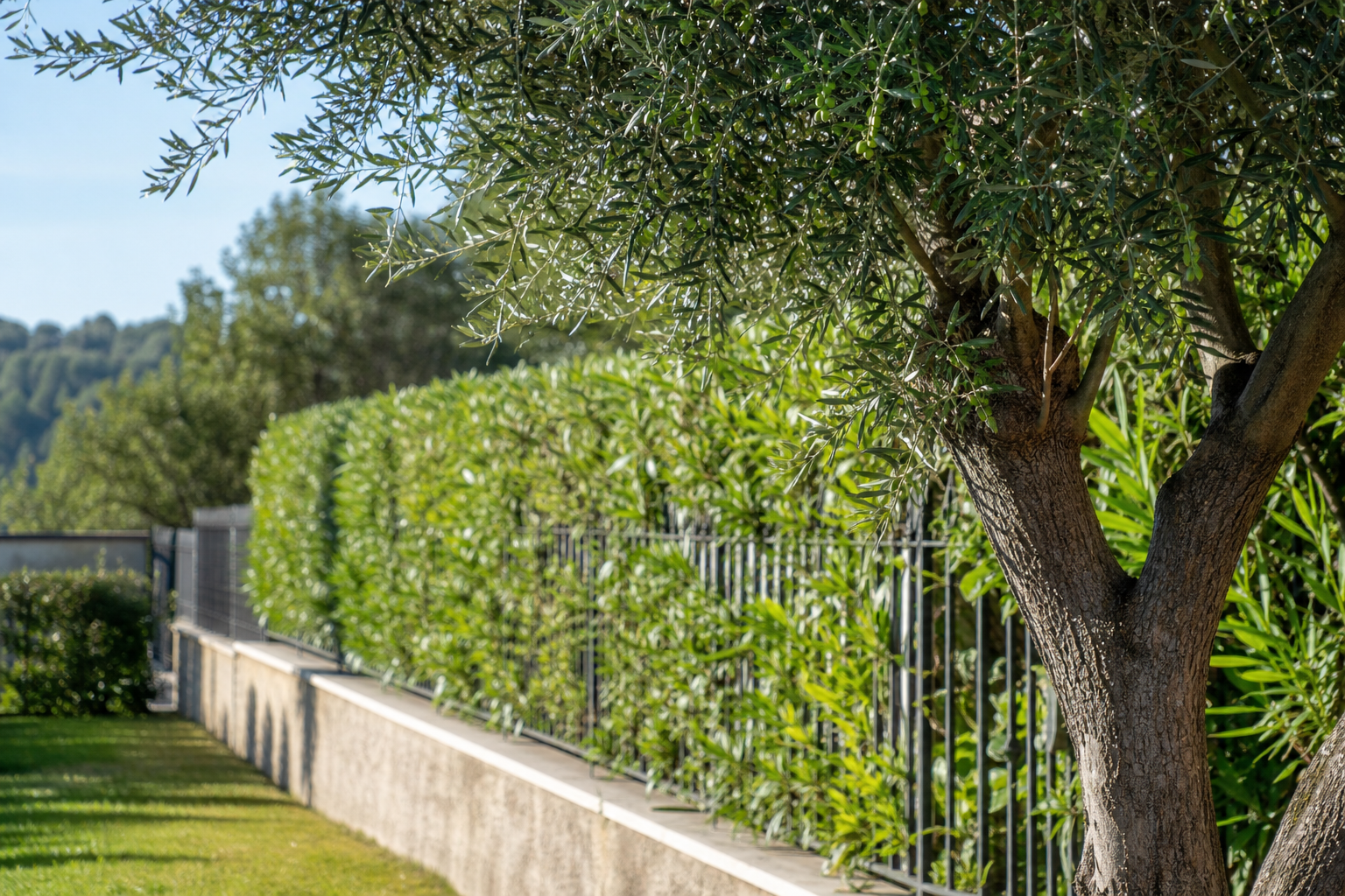 arbre en limite de propriété