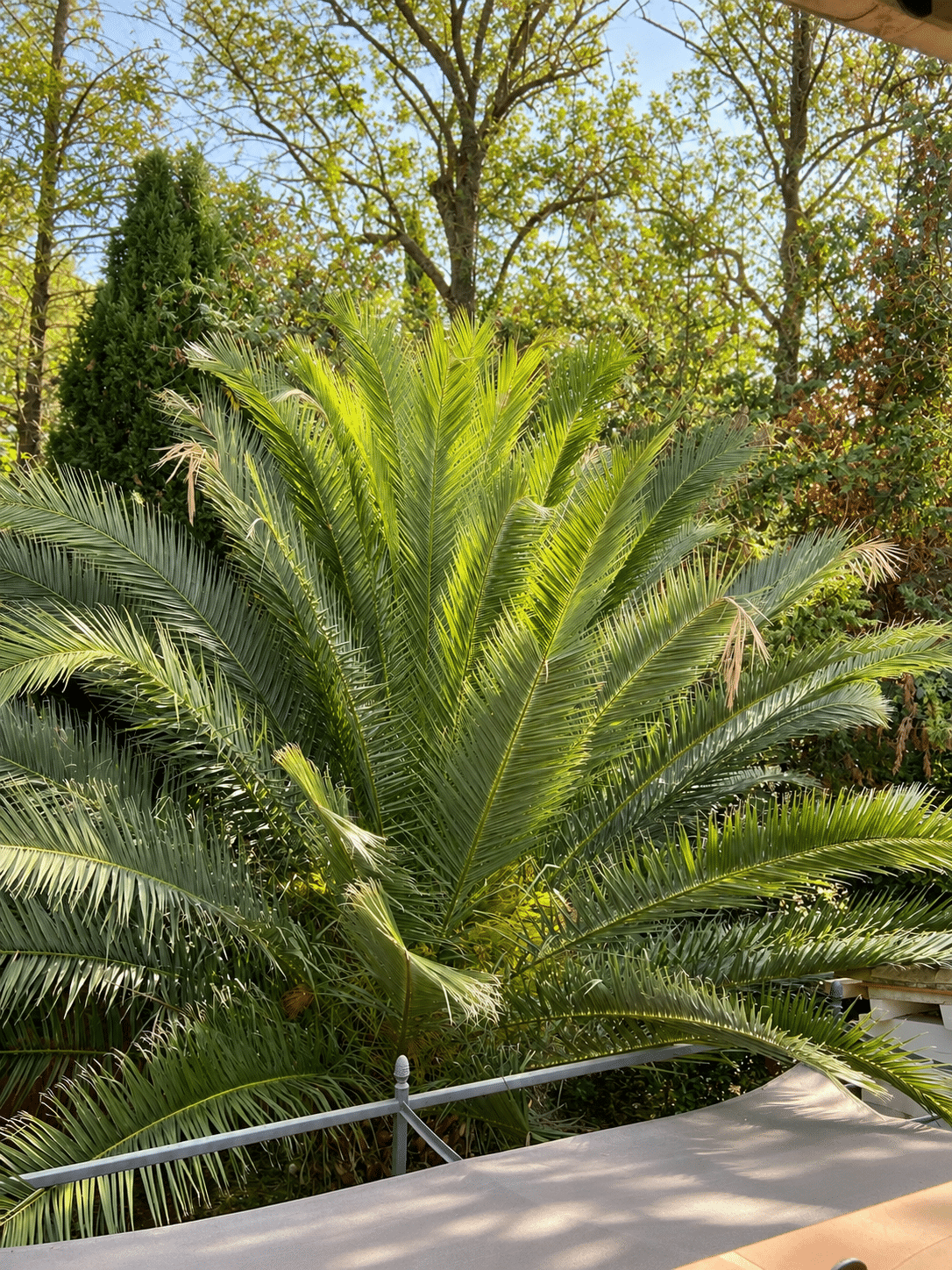 Villa d'architecte à vendre au Castellet : cycas et palmiers · Maison & Vous